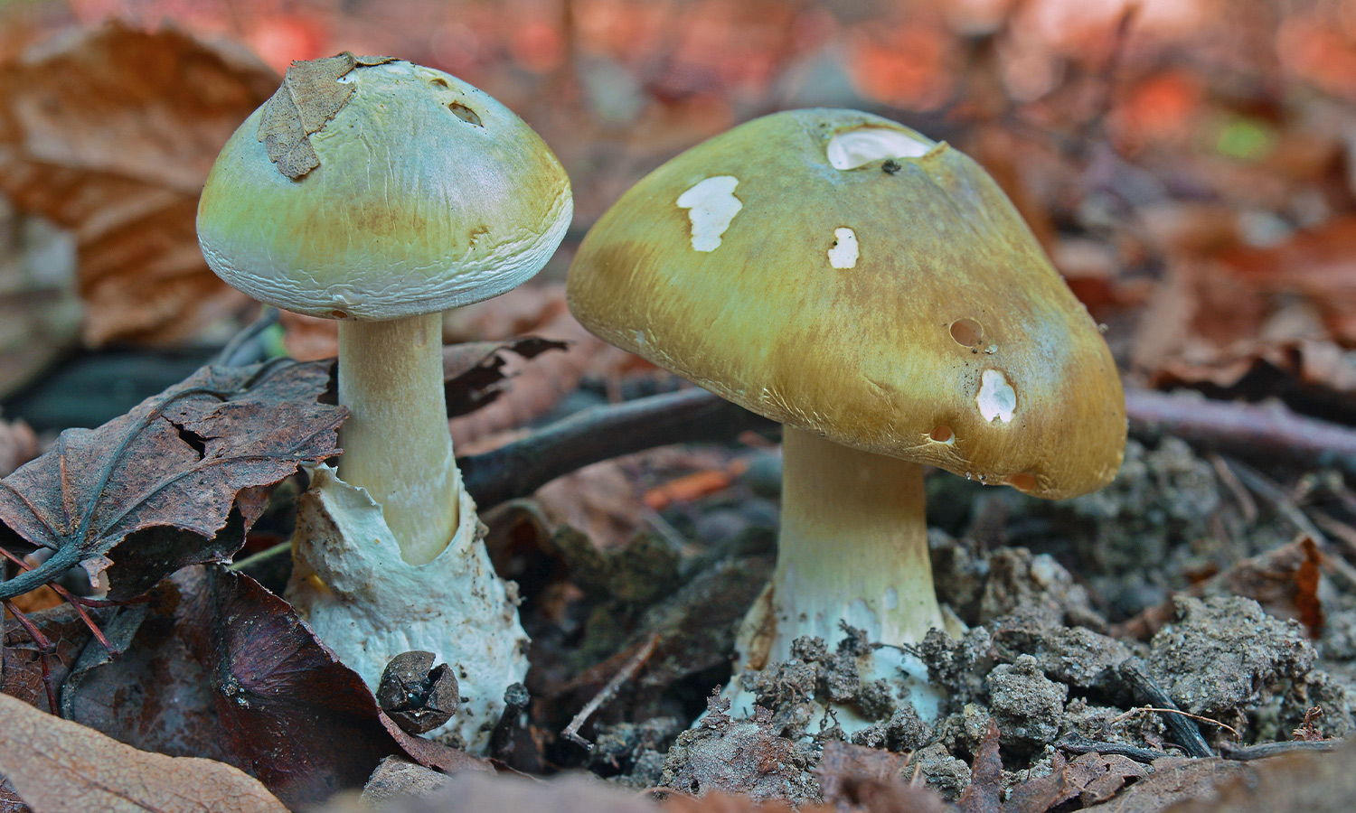 Death cap mushrooms, not good for foraging.