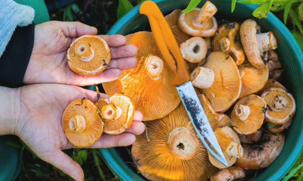 An image showing a basket of Saffron Milk Caps, good foraging mushrooms in Australia.
