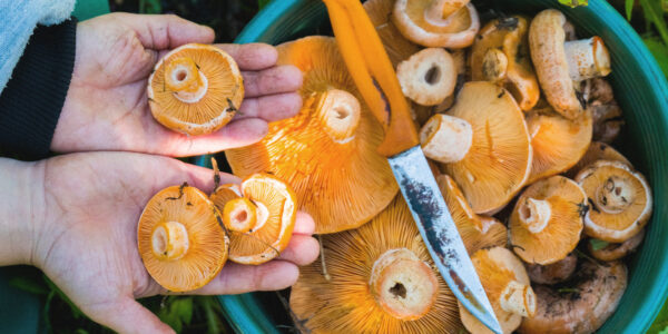 An image showing a basket of Saffron Milk Caps, good foraging mushrooms in Australia.
