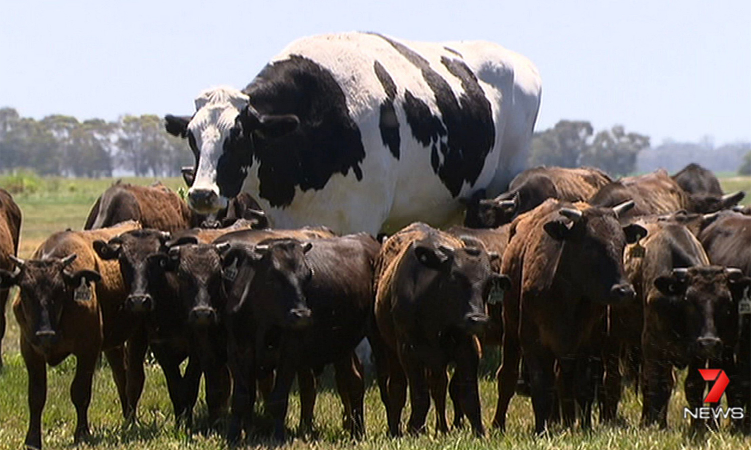 Knickers the big cow standing in a feild of other, smaller cows. A true Australian meme.