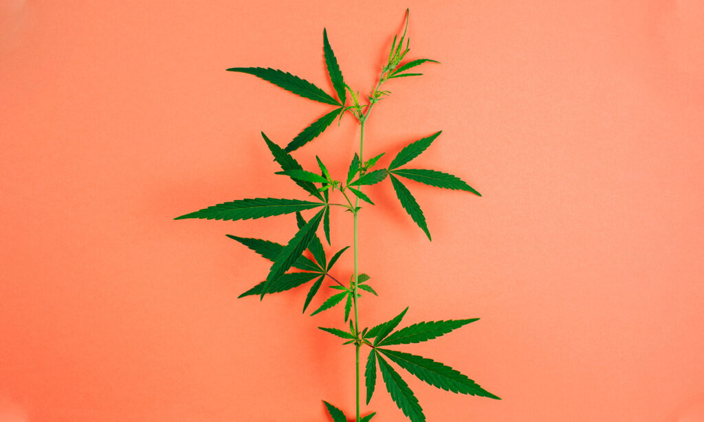 An image showing a cannabis (marijuana) plant to illustrate growing medical weed use in Australia.