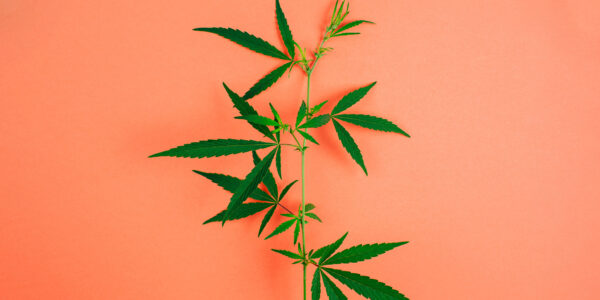 An image showing a cannabis (marijuana) plant to illustrate growing medical weed use in Australia.