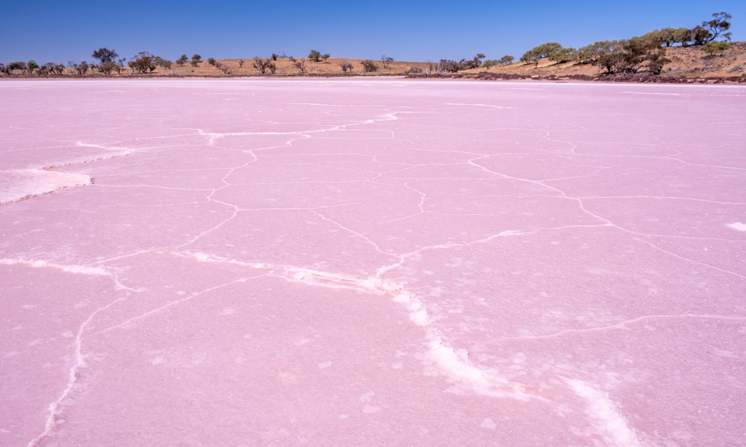 pink lake australia 