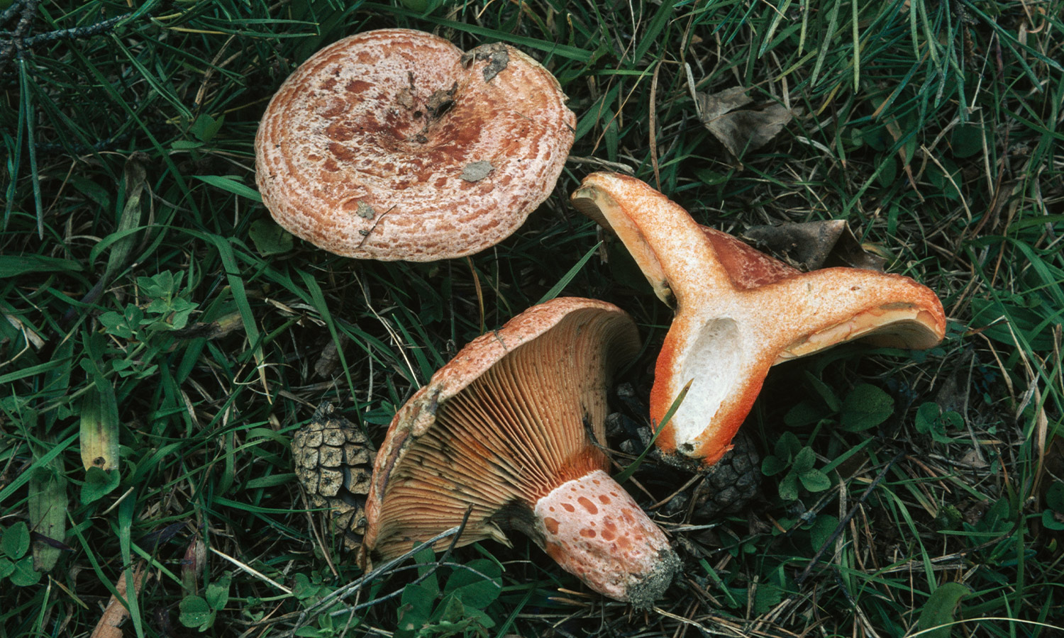 Image of Saffron Milk Caps, good mushrooms for foraging in Australia