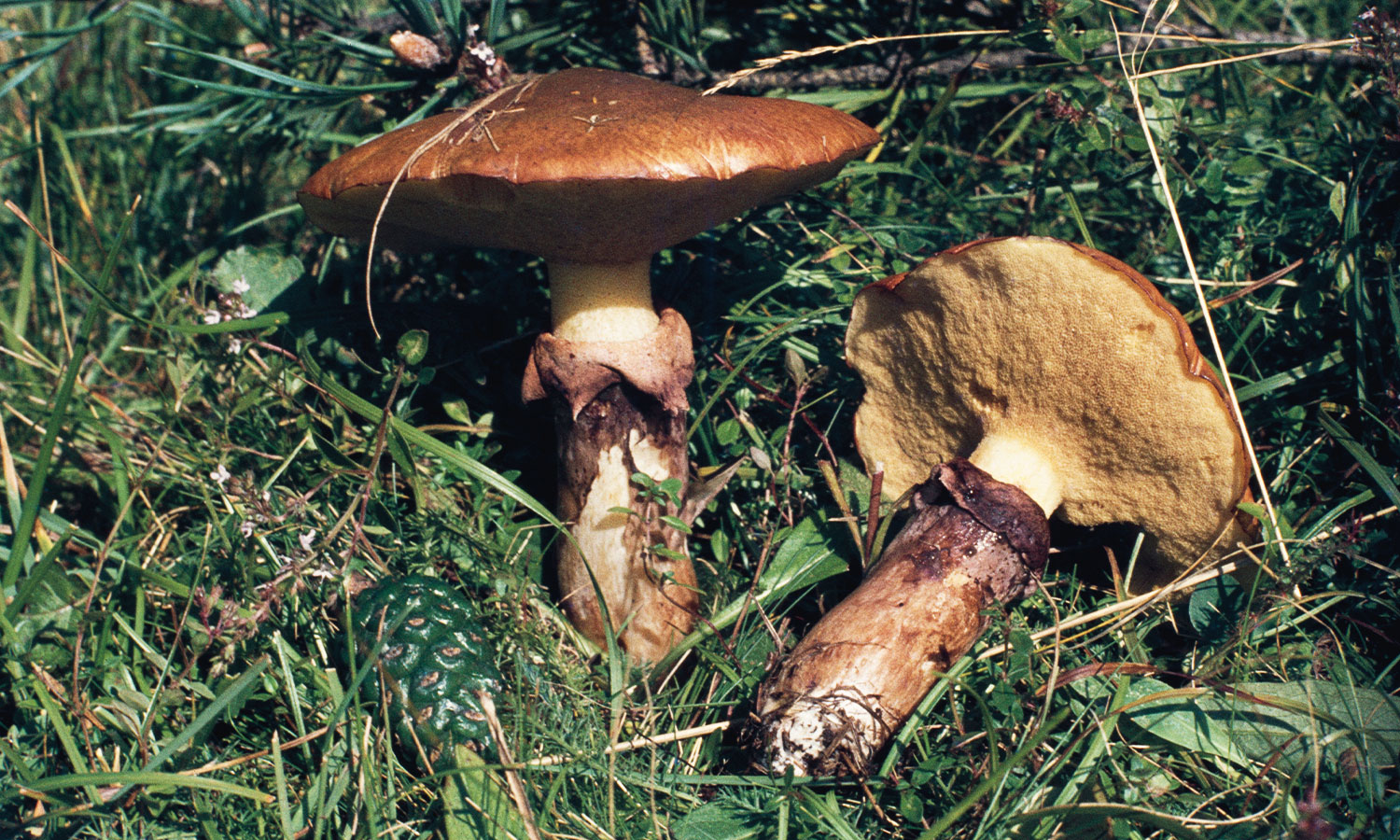 Slippery Jack mushrooms, a good mushroom for foraging in Australia