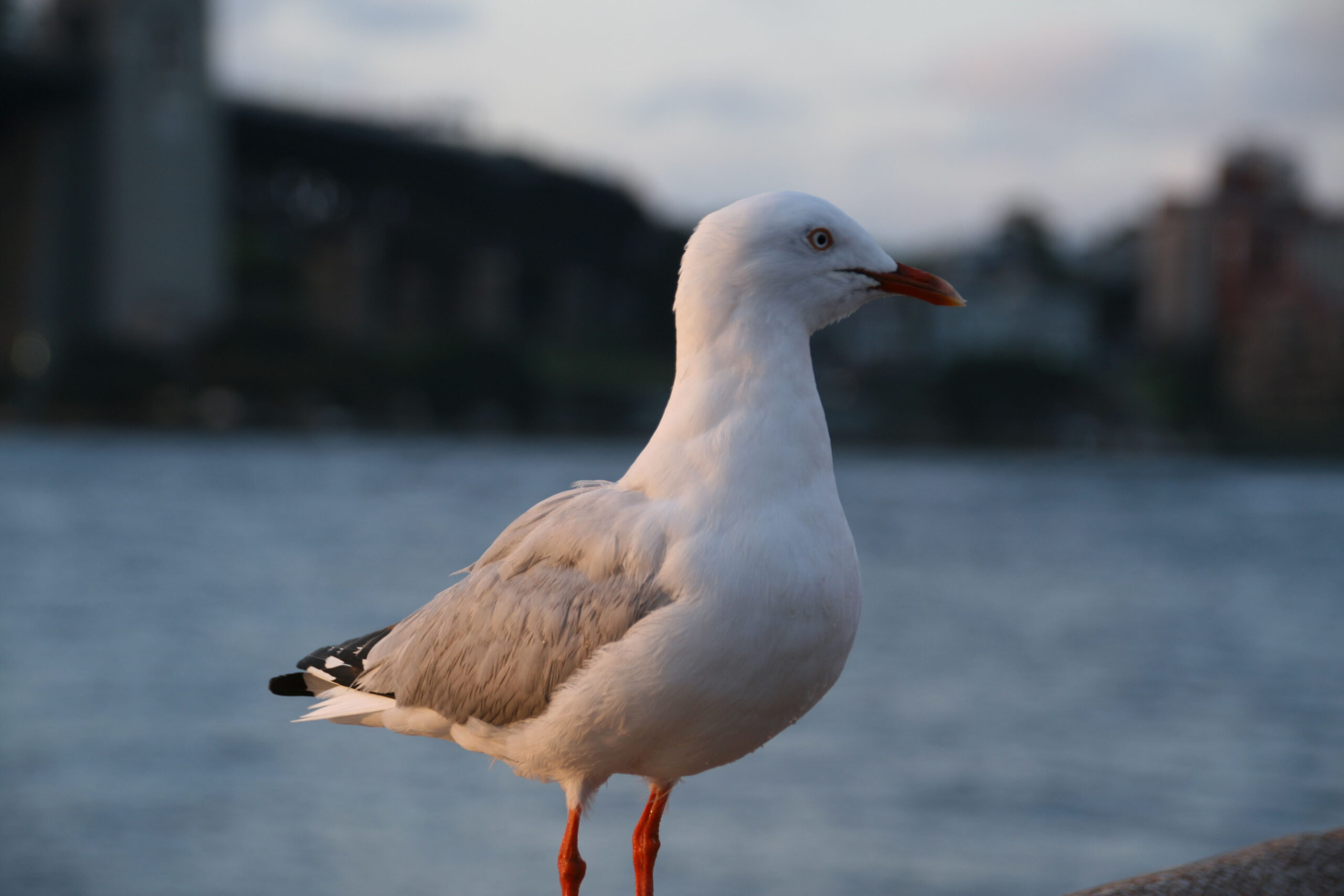 A seagull.