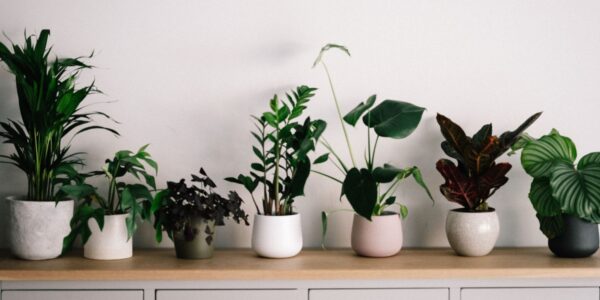 Indoor plants care