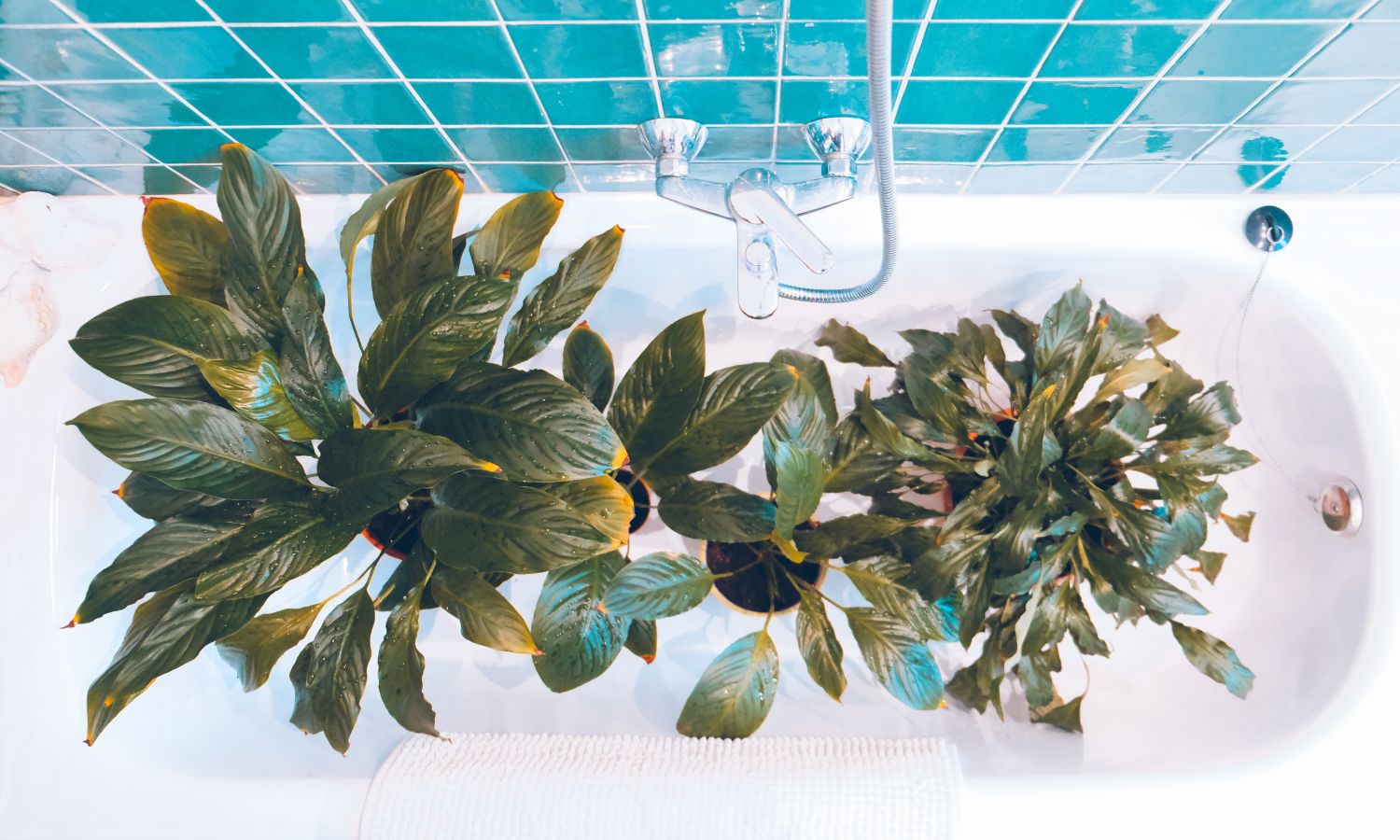 Indoor plants in a bathtub