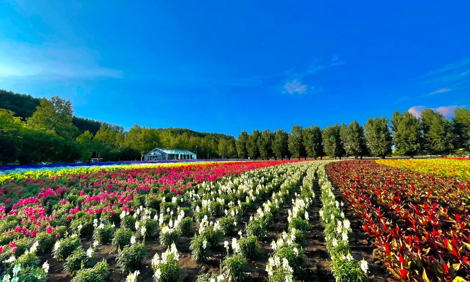 Japan flower parks