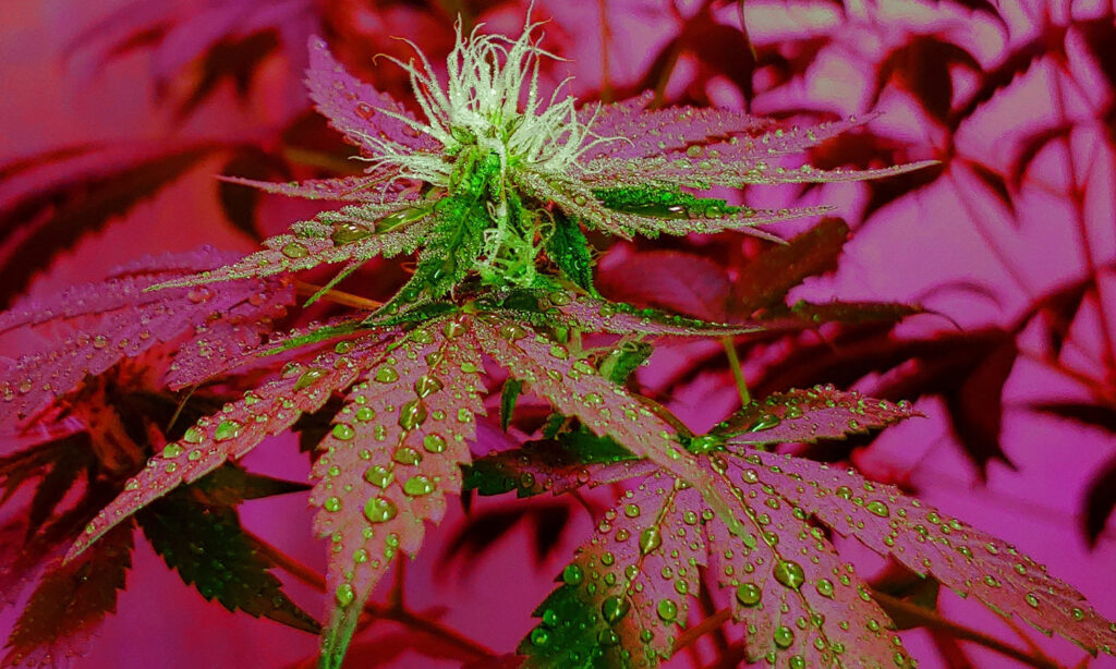 An image showing a cannabis plant to illustrate cannabis legalisation Australia