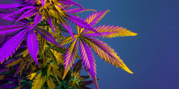 A picture of a cannabis plant to illustrate what medical cannabis is abailable in Australia