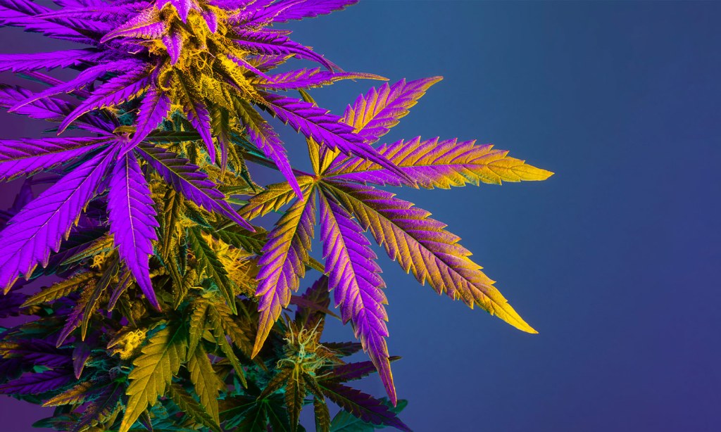 A picture of a cannabis plant to illustrate what medical cannabis is abailable in Australia