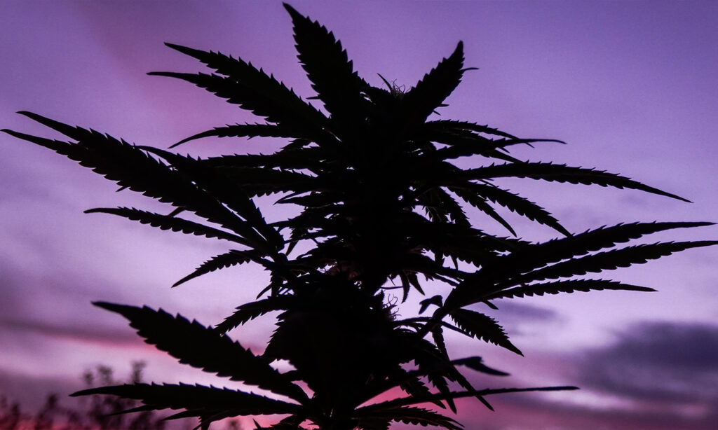 An image showing a cannabis plant against a purple sky to illustrate cannabis legalisation in australia.