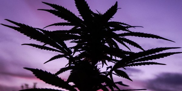 An image showing a cannabis plant against a purple sky to illustrate cannabis legalisation in australia.