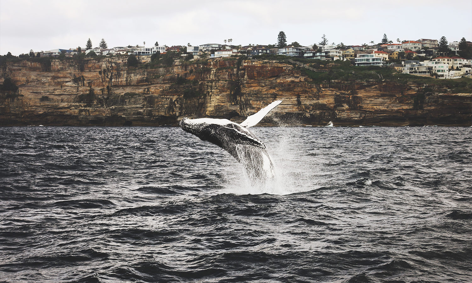 An image of a humpback whale in sydney to illustrate whale season sydney and where the best spots for whale watching are.