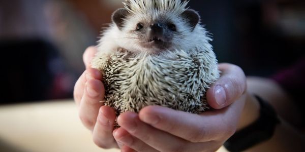 Hedgehog Cafe Tokyo