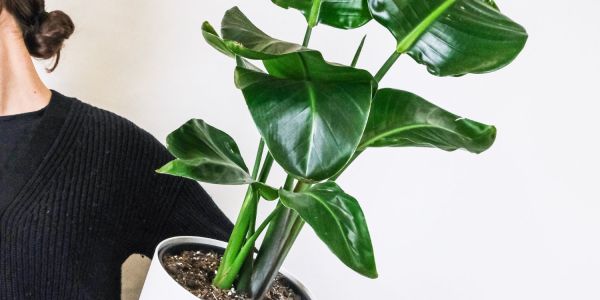 Low maintenance houseplants