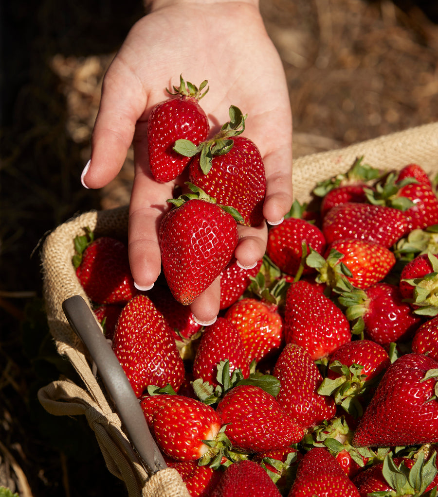 Strawberry picking Beerenberg Farm