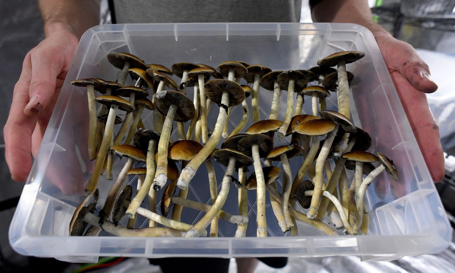 An image showing magic mushrooms to illustrate psilocbyin therapy in Australia