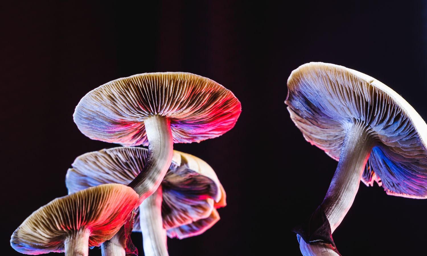 An image showing magic mushrooms to illustrate psychedelic therapy in Australia