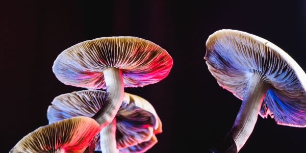 An image showing magic mushrooms to illustrate psychedelic therapy in Australia