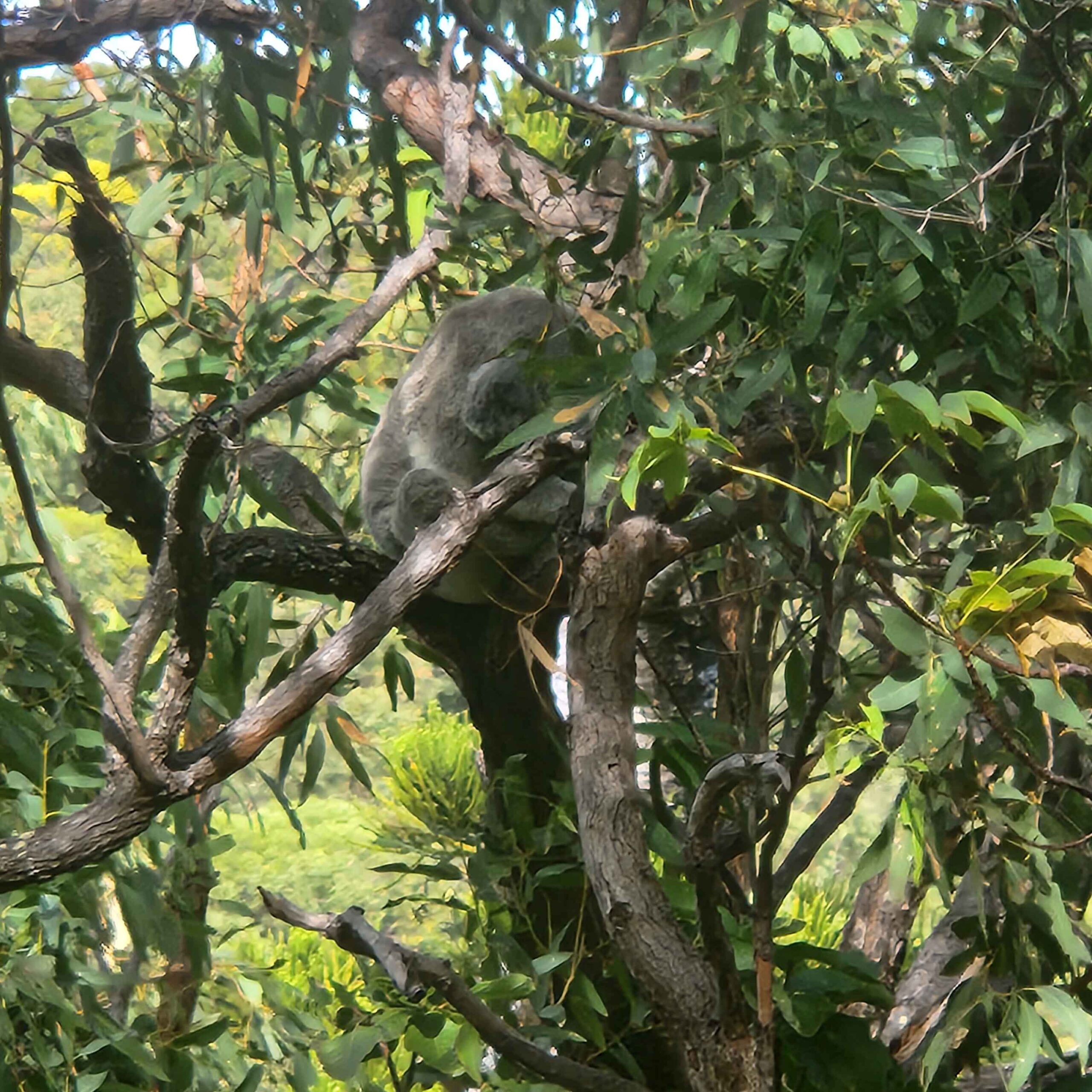 Another Yunbenun koala