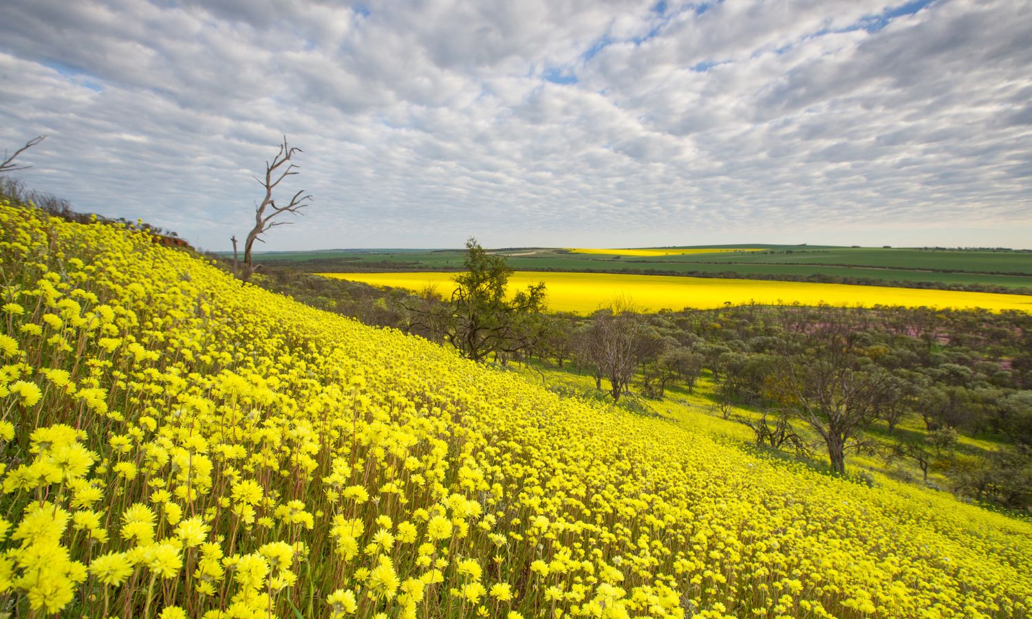best places to find wildflowers australia 