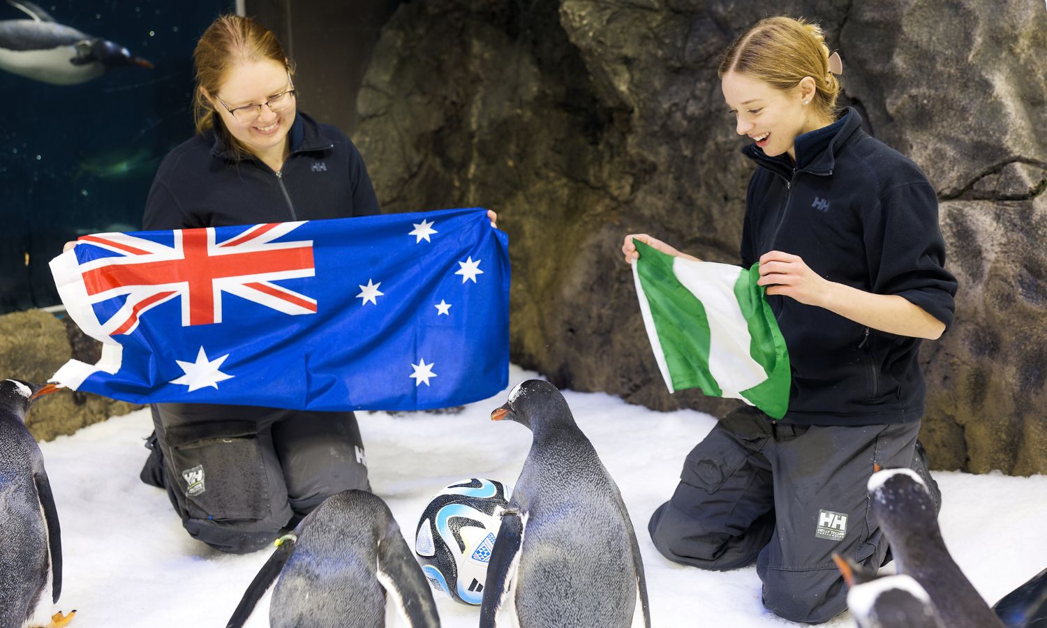 An image showing the psychic penguins predicting the world cup.