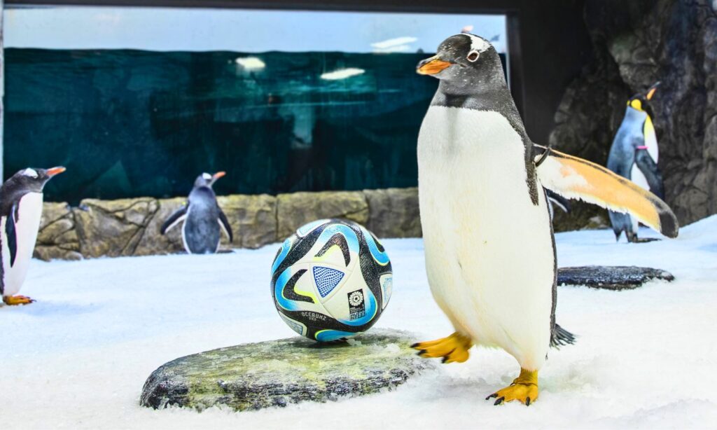 An image showing one of the psychic penguins who predict the world cup.