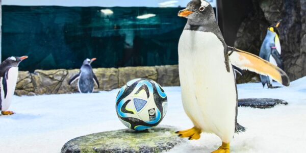 An image showing one of the psychic penguins who predict the world cup.
