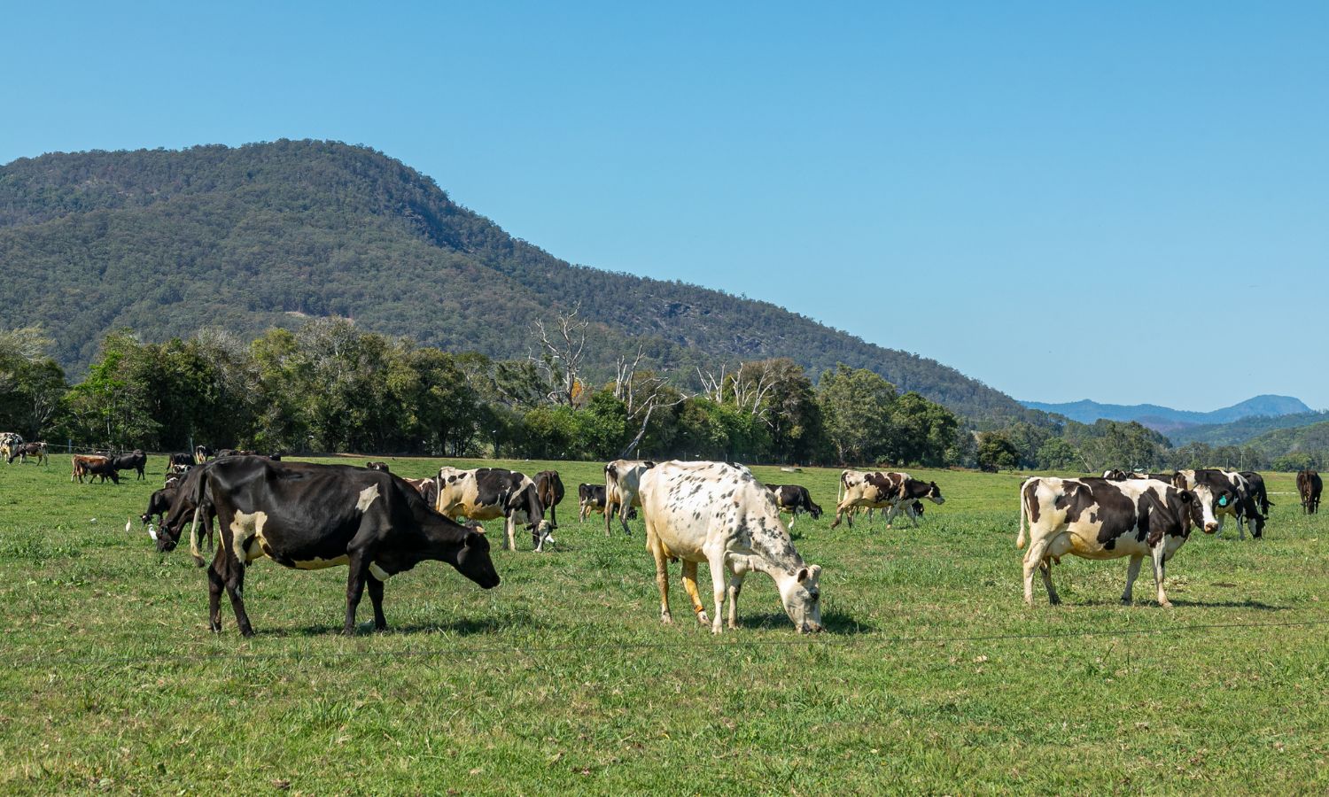 Image showing dairy cows in australia to represent EU Australia free trade talks over cheese