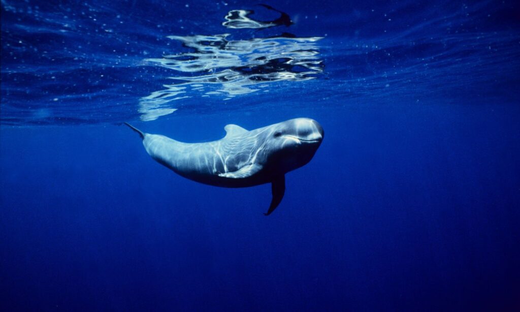 An imache of a pilot whale, a species prone to strandings