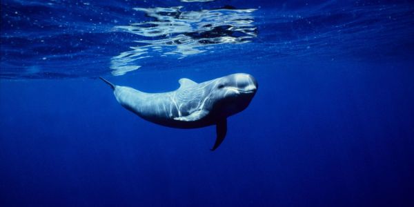 An imache of a pilot whale, a species prone to strandings