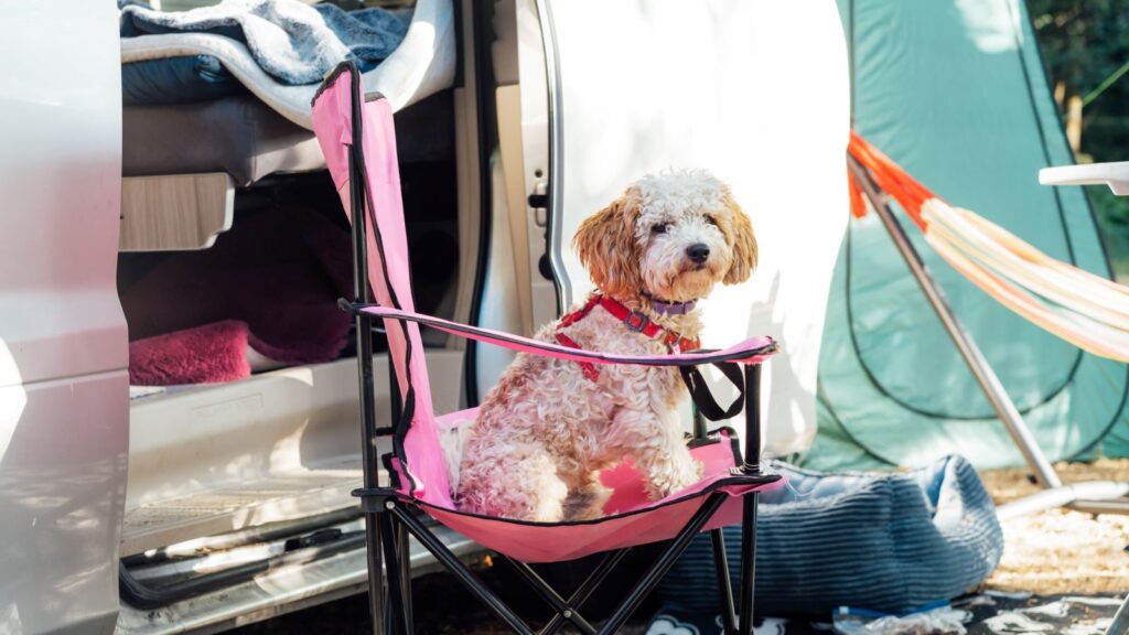 dog-camping-pink-chair