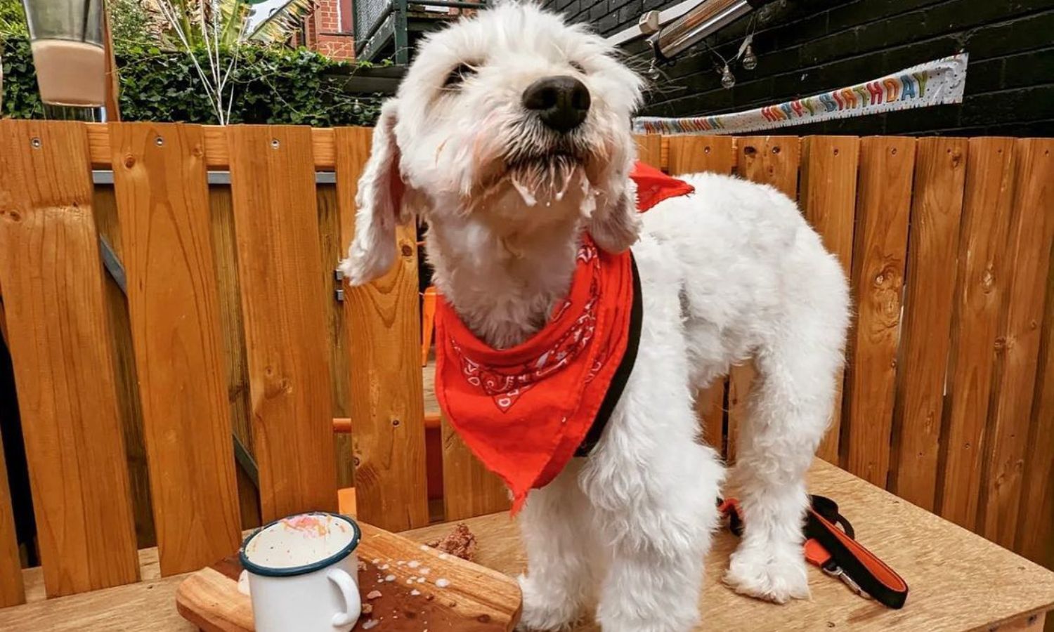 best dog-friendly cafes melbourne 
