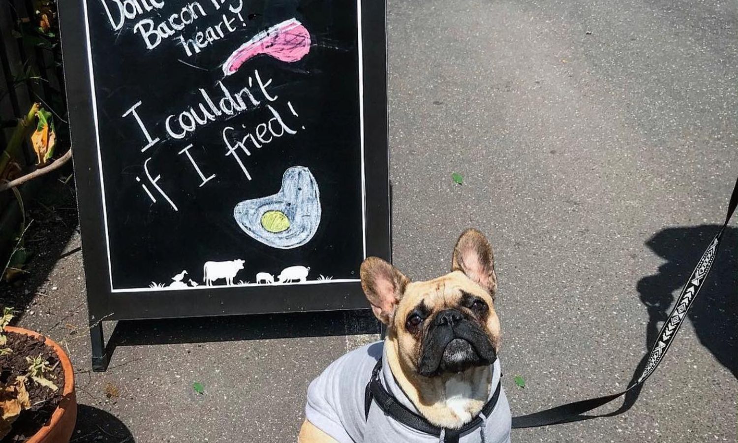 best dog-friendly cafes melbourne 