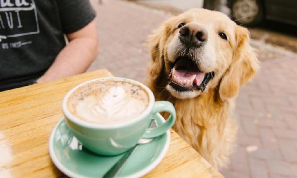 best dog-friendly cafes melbourne