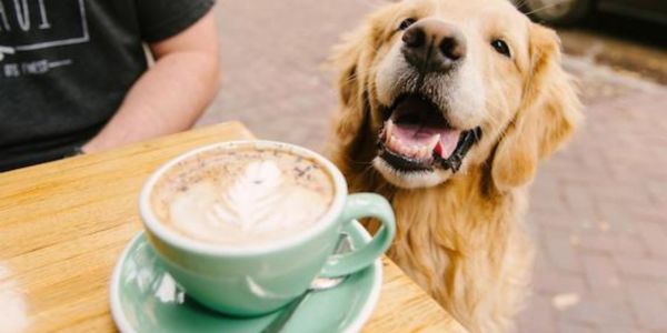 best dog-friendly cafes melbourne