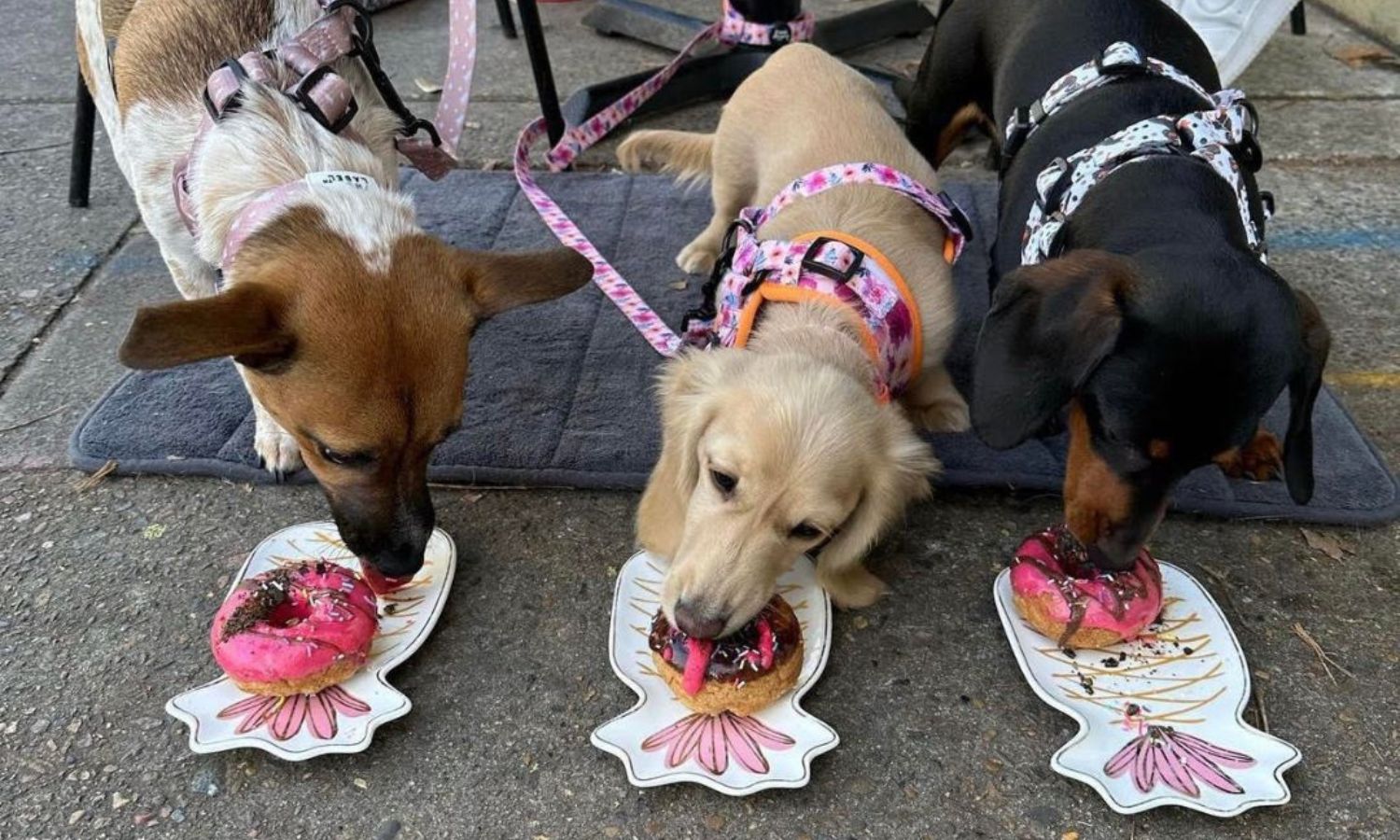 best dog-friendly cafes sydney 