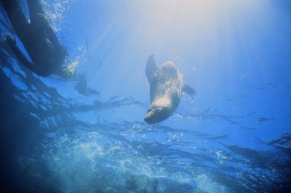 Seal Swim Kaikōura water activities in New Zealand