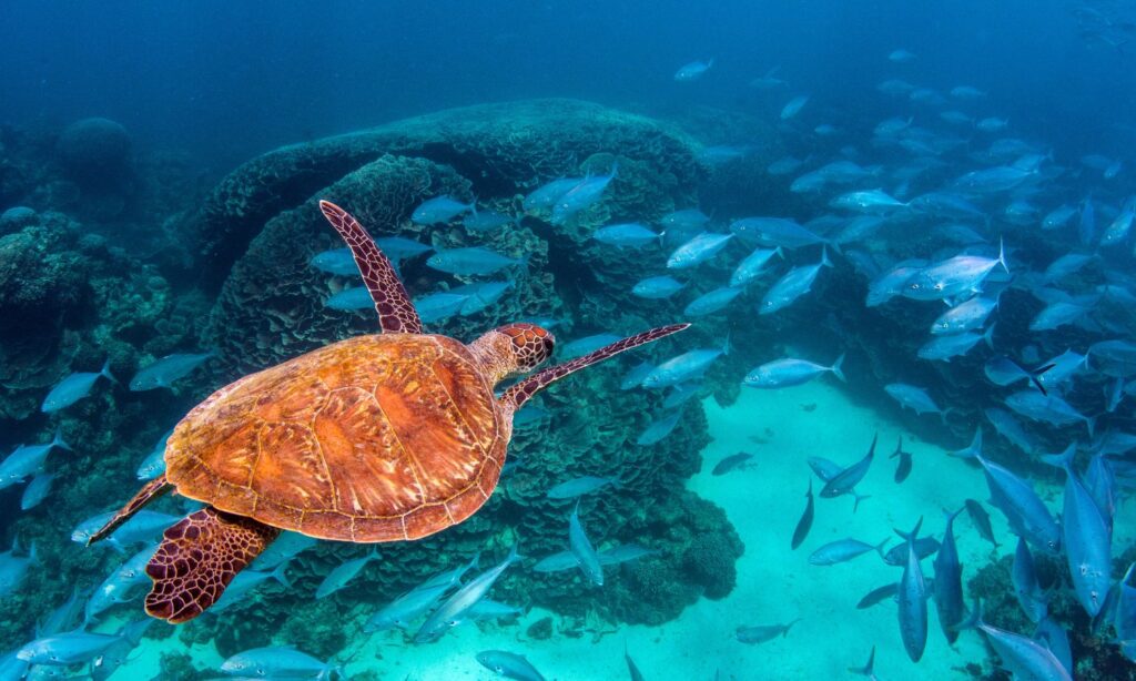 Ningaloo Reef Australia best diving