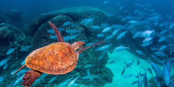 Ningaloo Reef Australia best diving