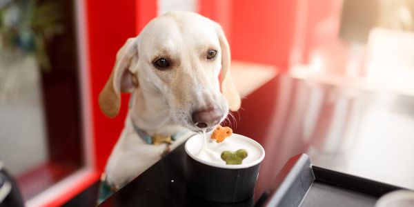 Pet Friendly Cafes Brisbane