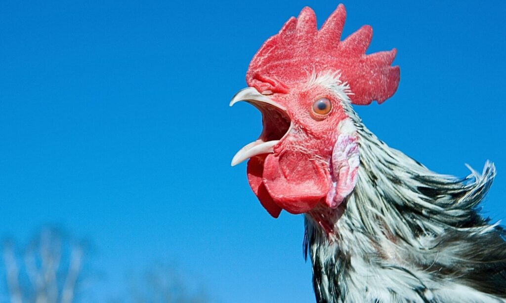 An image of a chicken speaking, something we may now be able to understand with AI