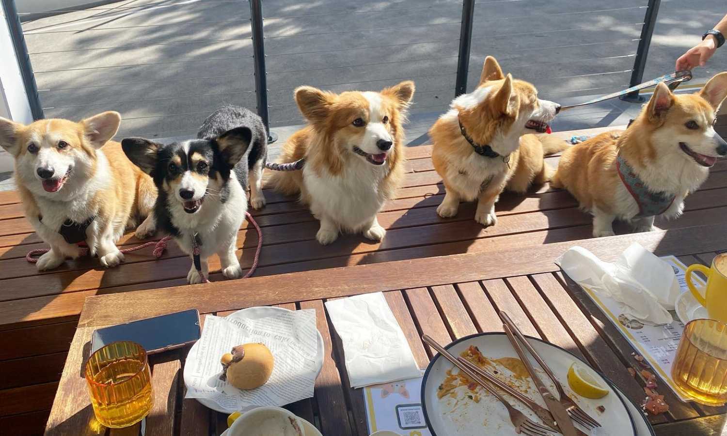best dog friendly cafes brisbane