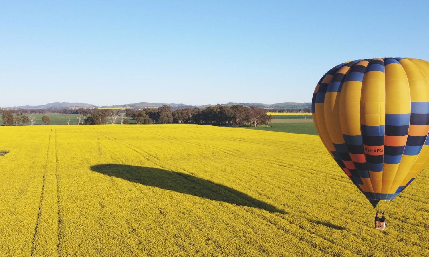 Soar Over Canola Fields In a Hot Air Balloon This Spring