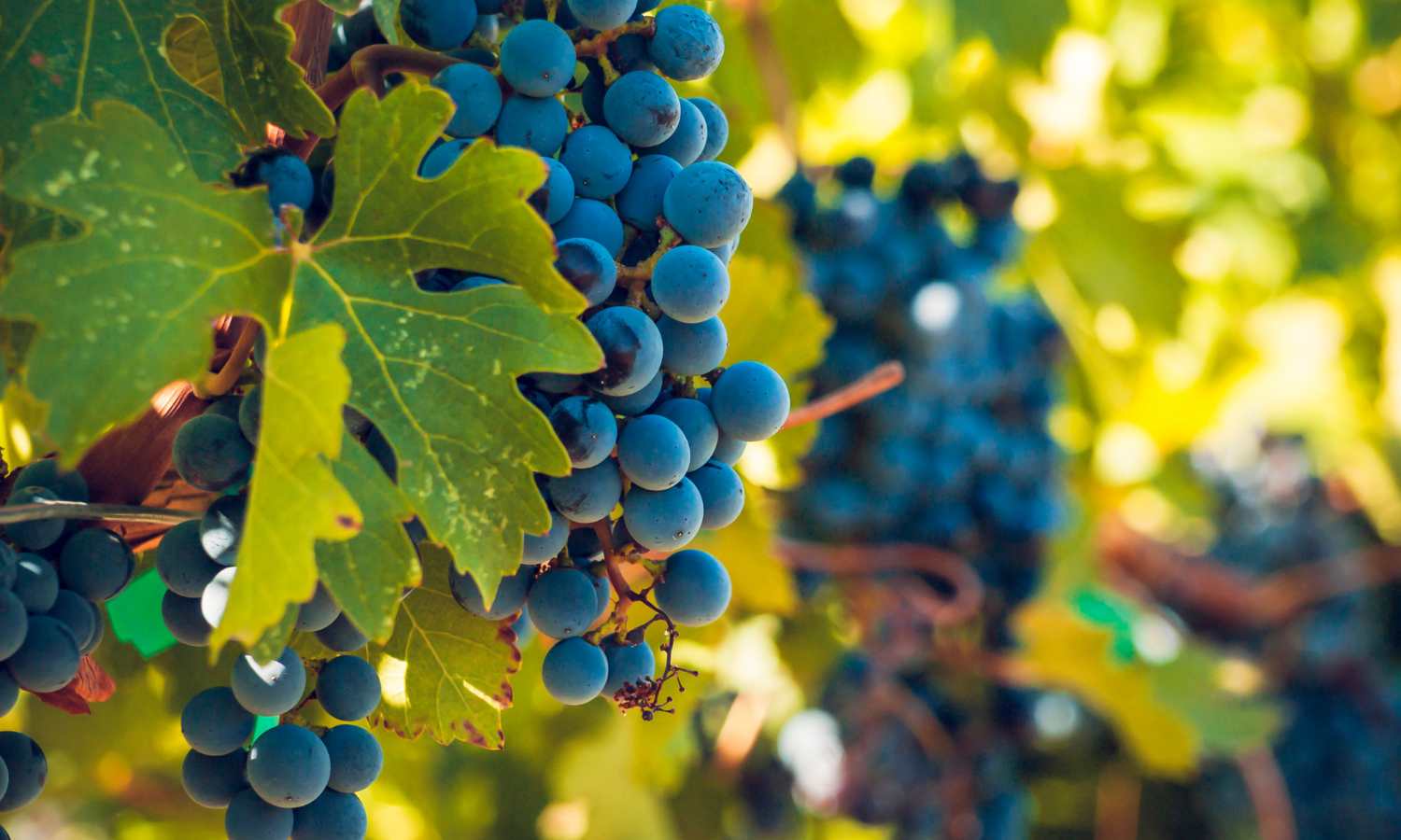 how climate change affects wine in australia 