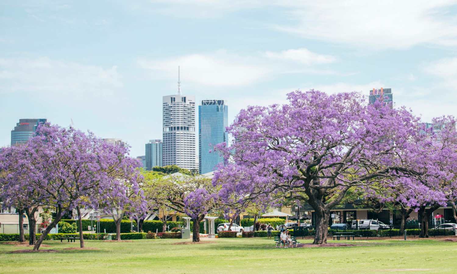 where to see spring flowers brisbane 