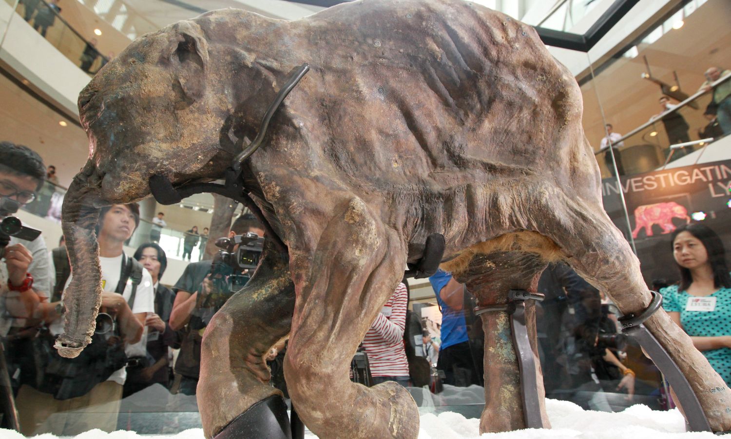 An image of a preserved woolly mammoth baby.