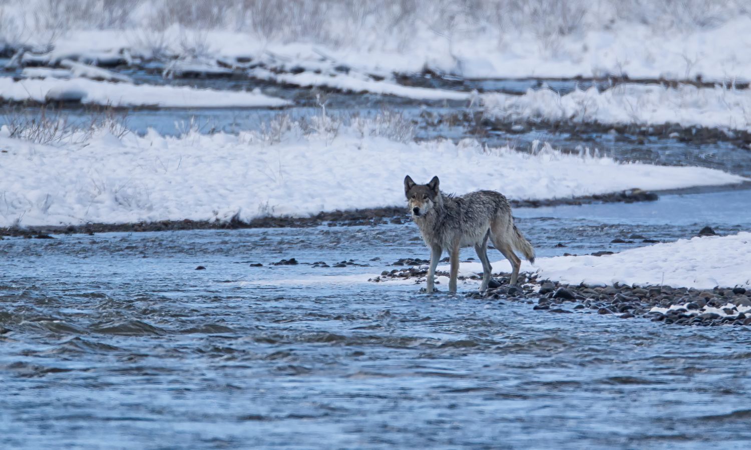 An image of a wolf in yellowstone